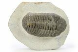 Detailed Morocops Trilobite - Ofaten, Morocco #272833-3